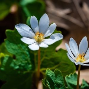 Bloodroot Woodland Plants  6 for $20